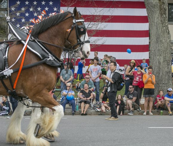 Horses walking down street with large american flag in background
